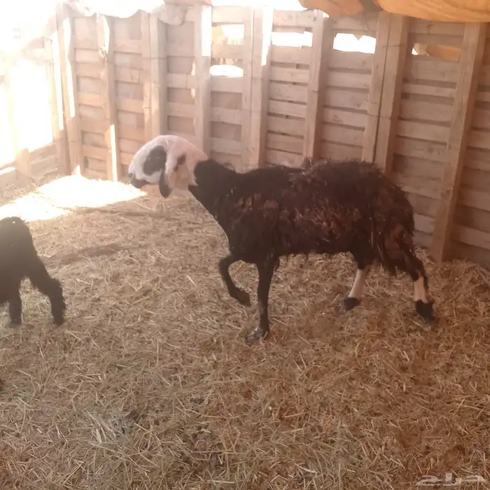 سلام عليكم ورحمه الله وبركاته 1