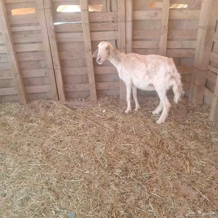 سلام عليكم ورحمه الله وبركاته 4