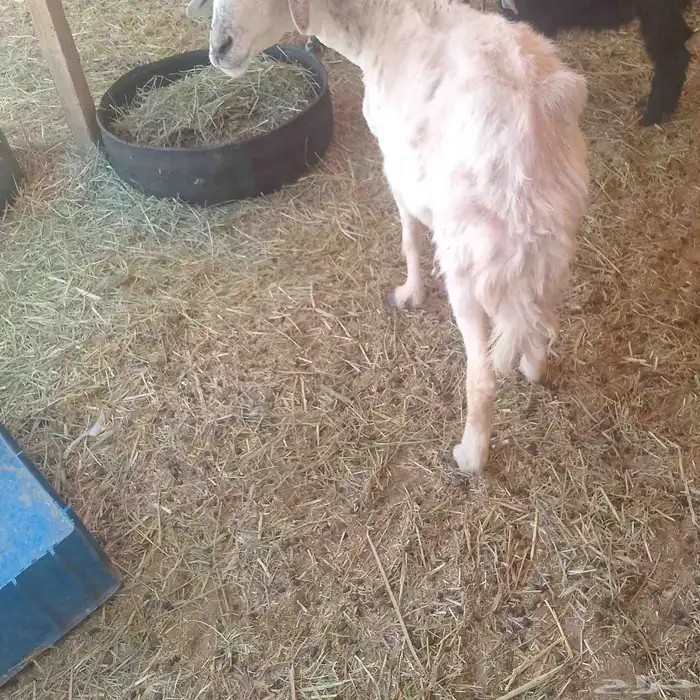 سلام عليكم ورحمه الله وبركاته 3