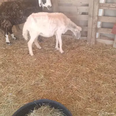 سلام عليكم ورحمه الله وبركاته index