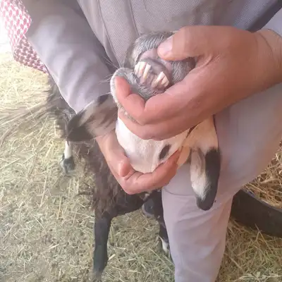 سلام عليكم ورحمه الله وبركاته index