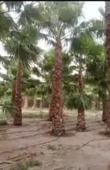 نخل للبيع جميع انواع أنخيل 6