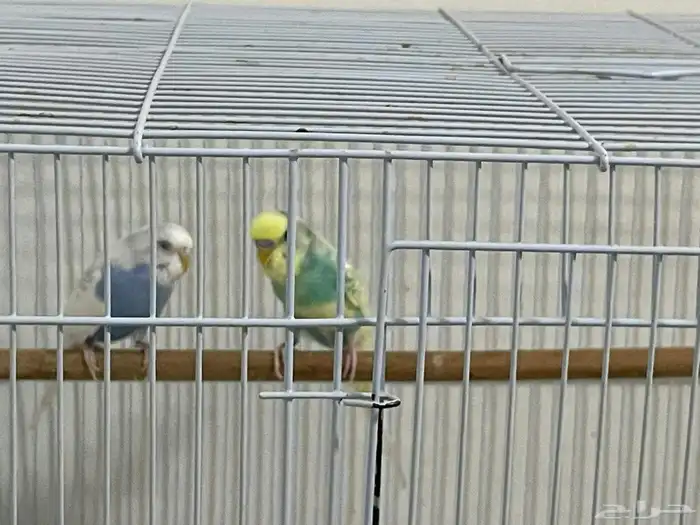 طيور الحب زوج 6