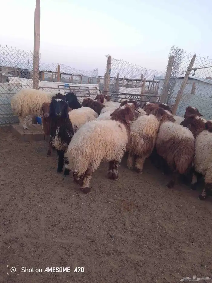 ذبايح نعيم ارخال شيء فاخر 1