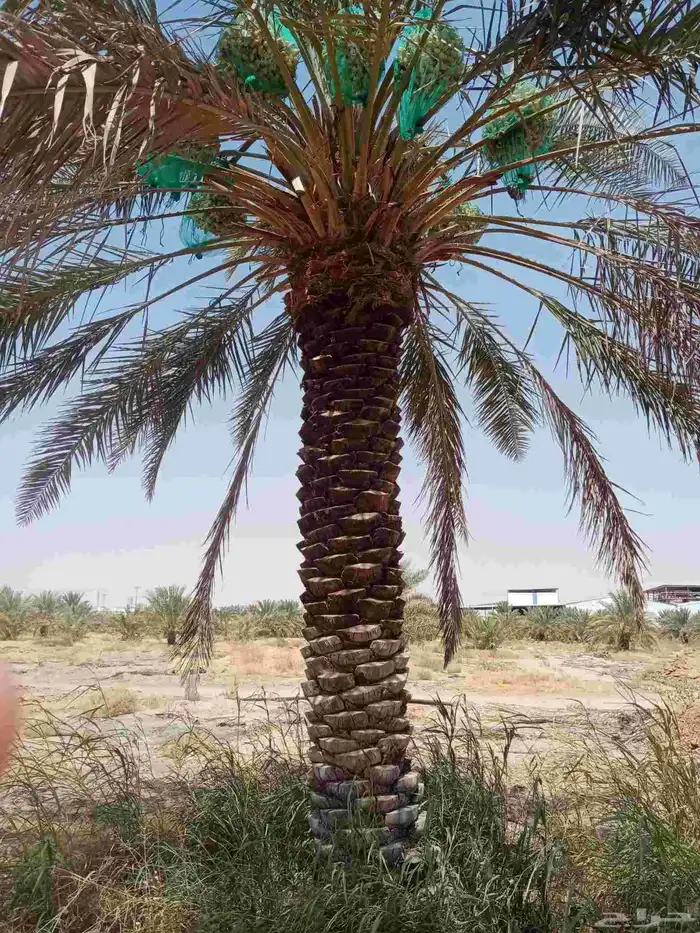 نخل جثايث وفسايل ونقايل جمعيها منتجه 0