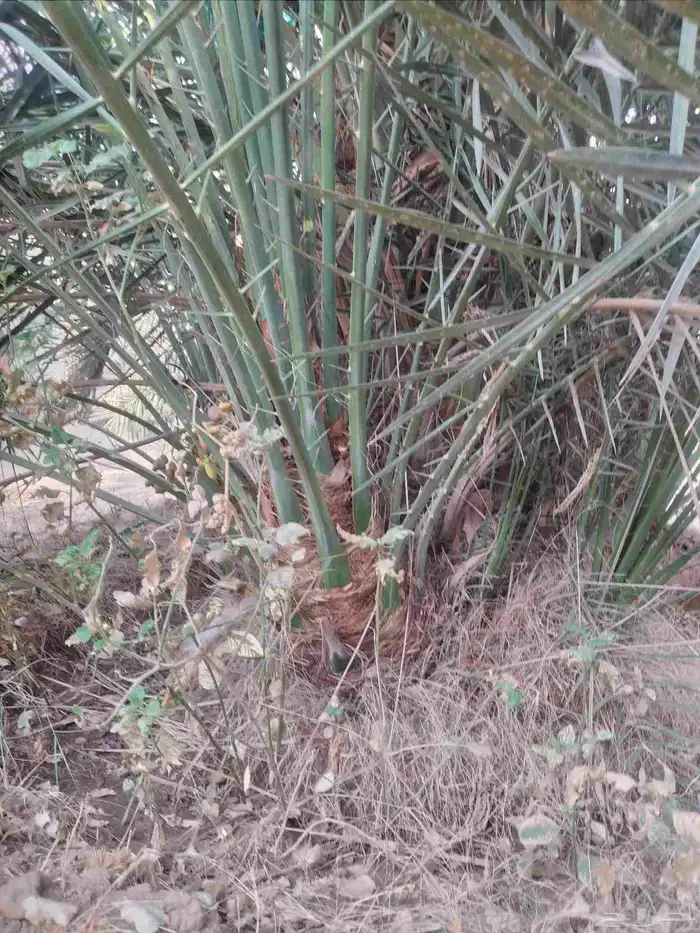 نخل مثمر جميع الانواع 9