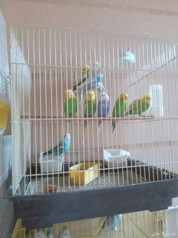 للبيع اجوز طيور الحب منتجين 1