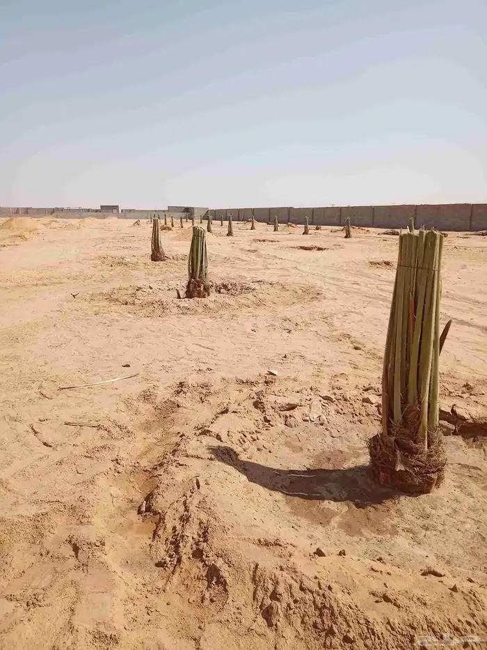 نخل اللبيع 9