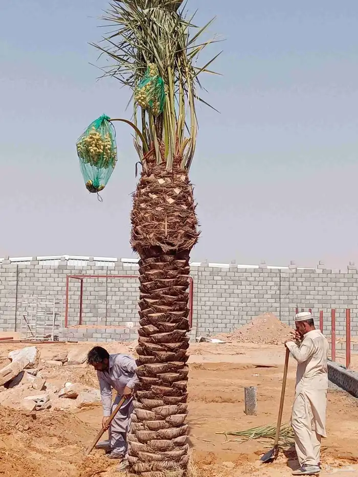 نخل جثايث وفسايل ونقايل جمعيها منتجه 1