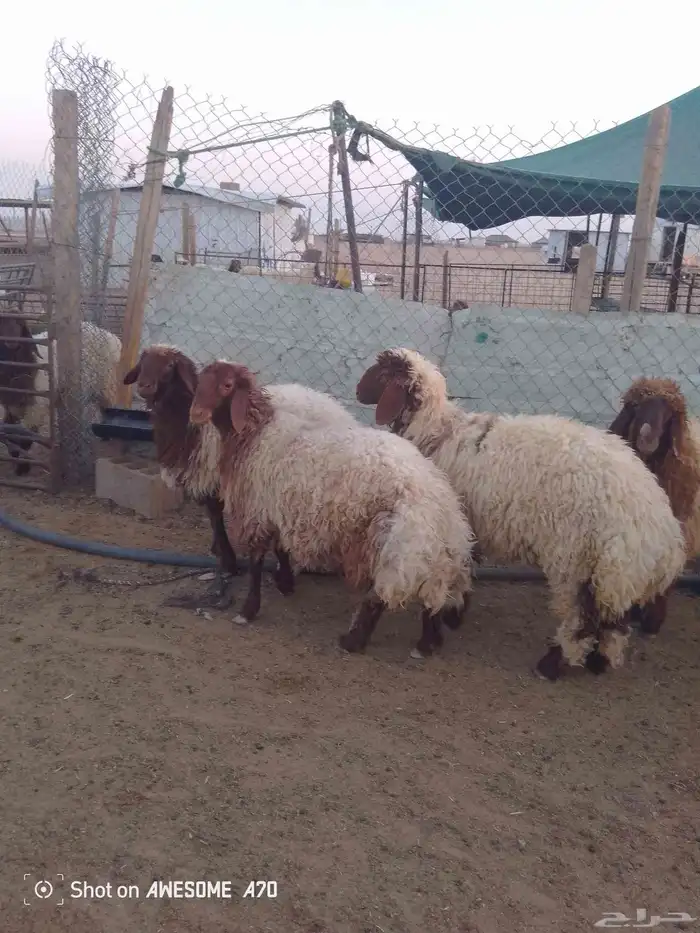 ذبايح نعيم ارخال شيء فاخر 0