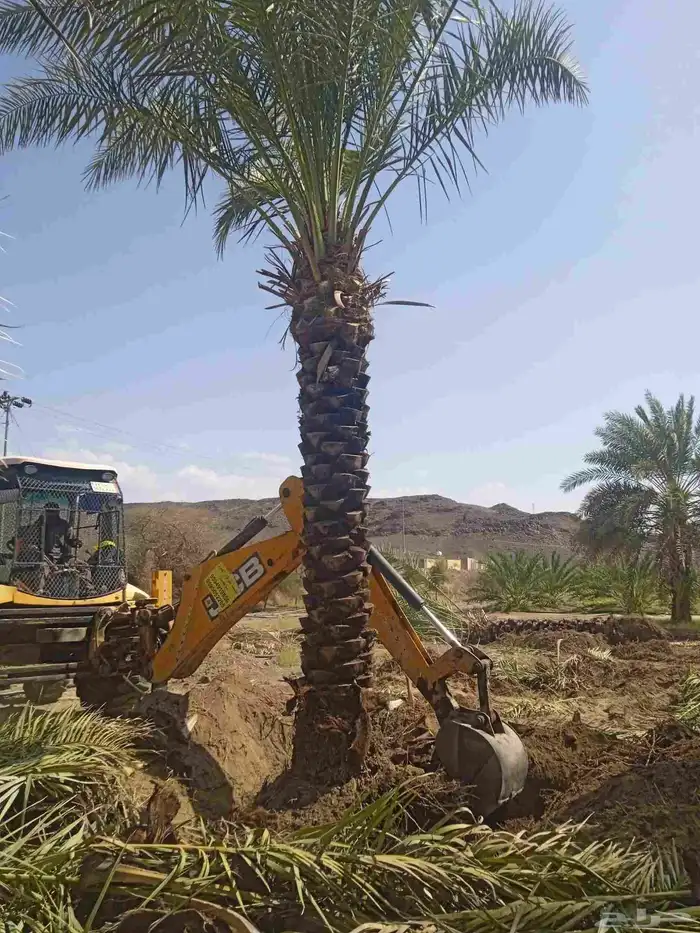 نخل للبيع فسايل وجثايث عربي وواشنطني زينه جده ومكه المكرمه و 4