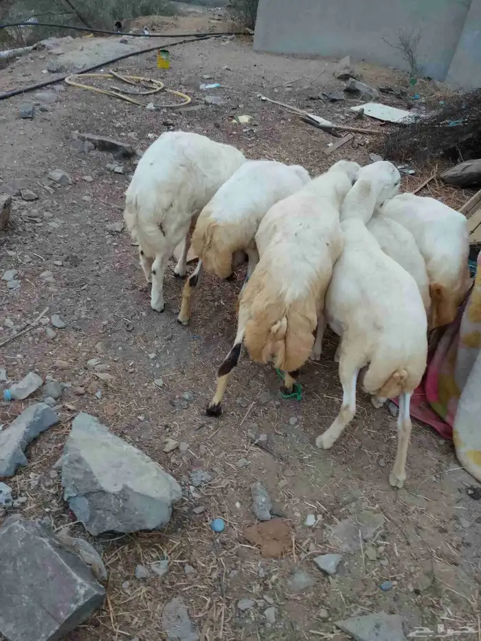 خرفان بلادي العدد 6الموقع العيدابي 3