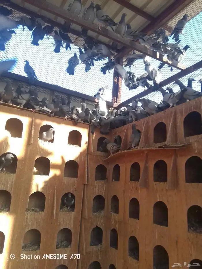 حمام زاجلي 6