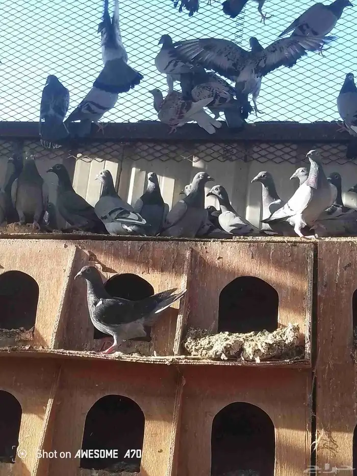 حمام زاجلي 1