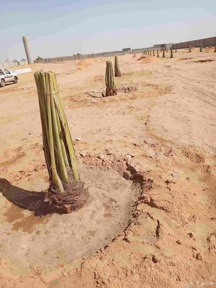 نخل اللبيع 5