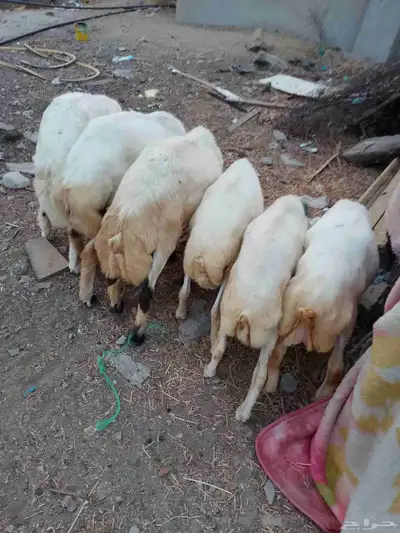 خرفان بلادي العدد 6الموقع العيدابي index