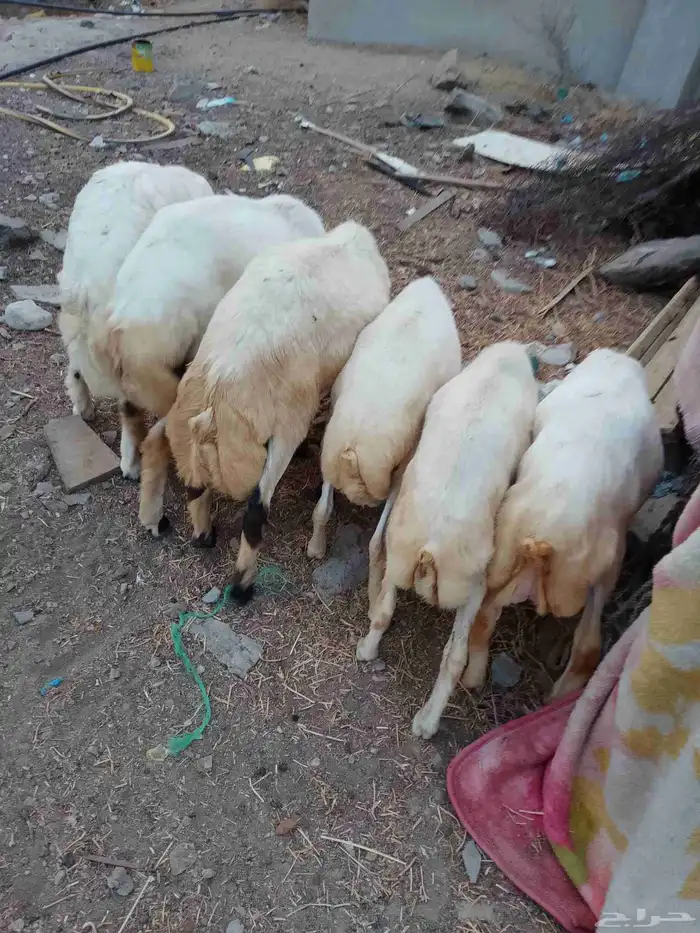 خرفان بلادي العدد 6الموقع العيدابي 0