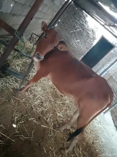 بقره بلدي index