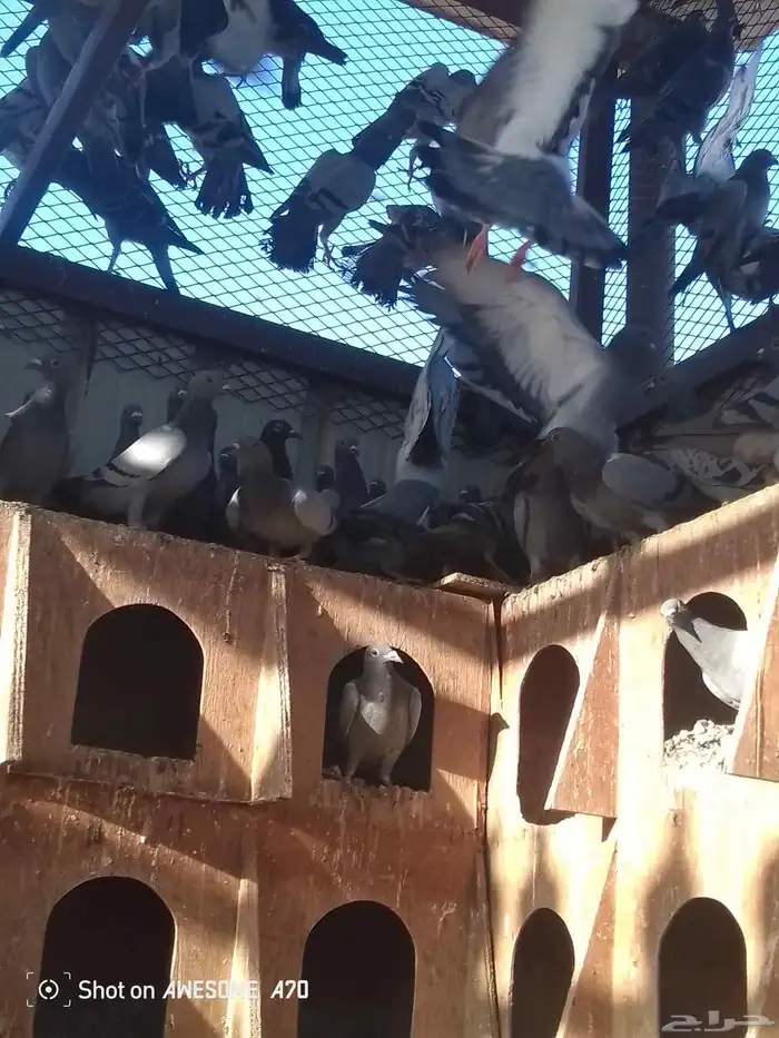 حمام زاجلي 0