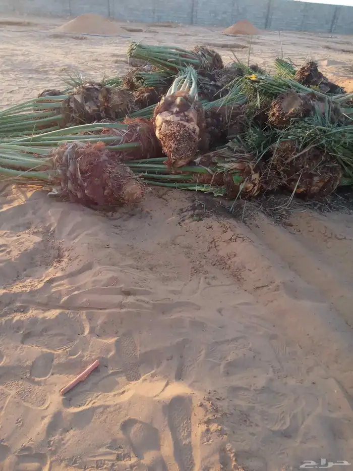 نخل اللبيع 8