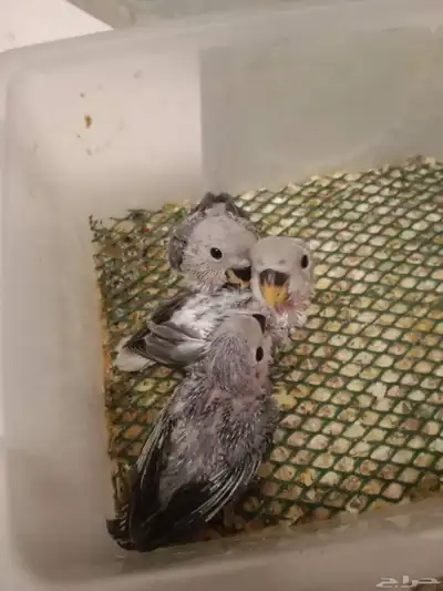 للبيع فراخ روز غر تصنيف كاسكو اللون الرمادي index