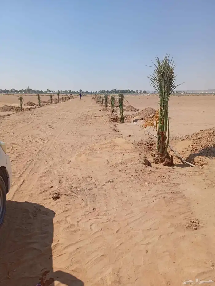 نخل للبيع فسايل وجثايث عربي وواشنطني زينه جده ومكه المكرمه و 8