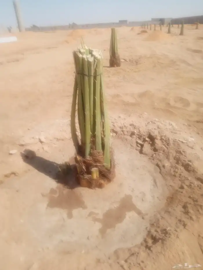 نخل اللبيع 3