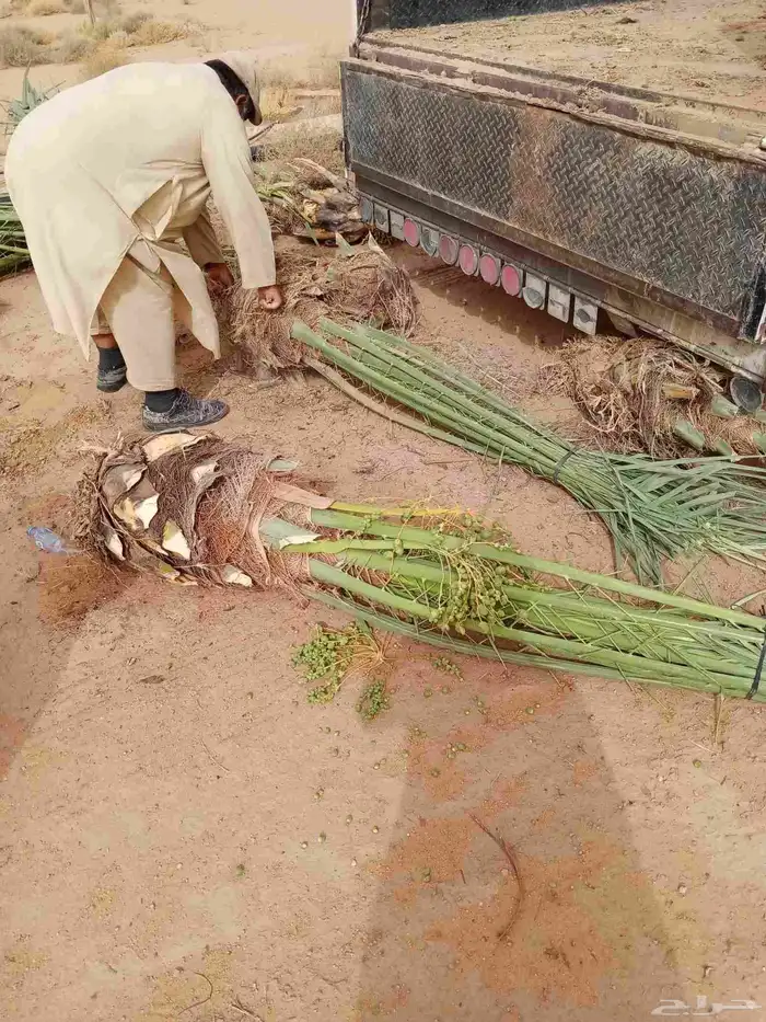 نخل جثايث وفسايل ونقايل جمعيها منتجه 4