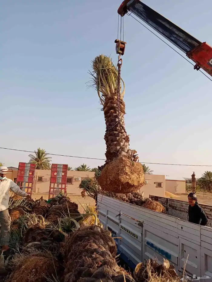 نخل جثايث وفسايل ونقايل جمعيها منتجه 7