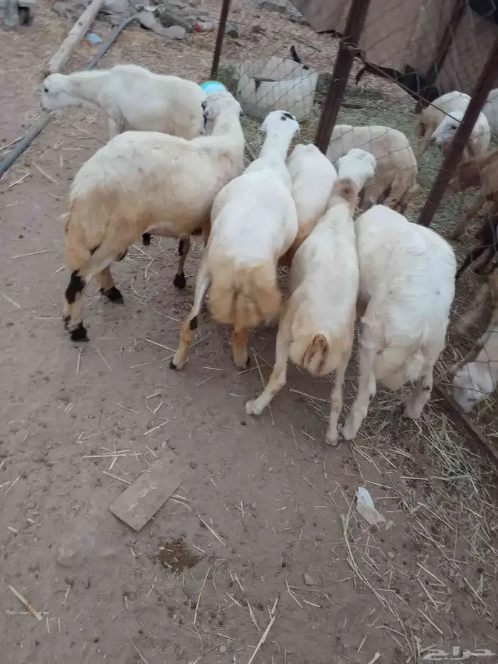 خرفان بلادي العدد 6الموقع العيدابي 1