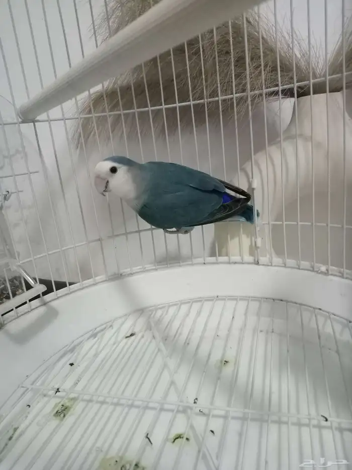 ذكر روز للإنتاج مواليف بيع سريع 0