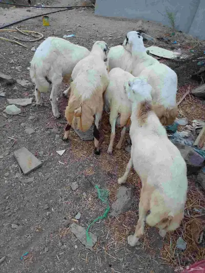 خرفان بلادي العدد 6الموقع العيدابي index