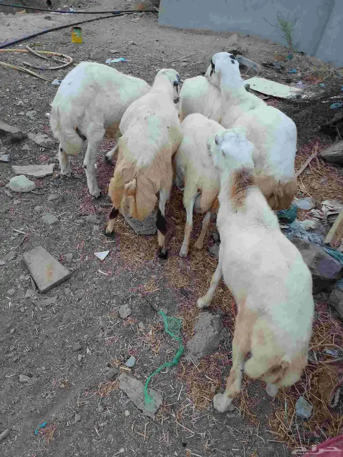 خرفان بلادي العدد 6الموقع العيدابي 2