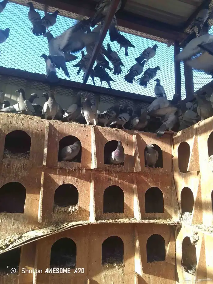 حمام زاجلي 3