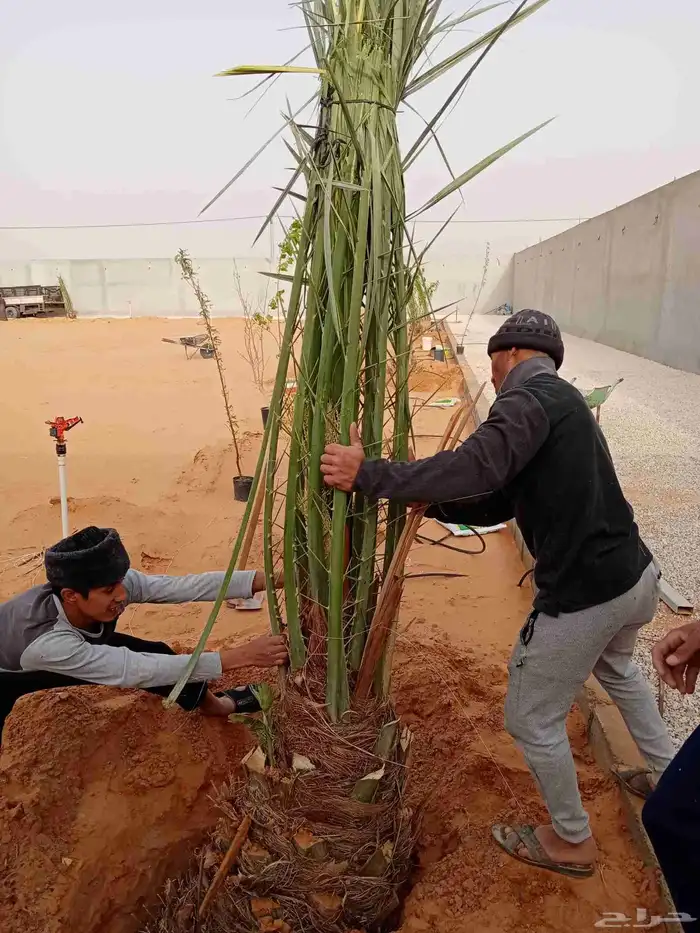 نخل جثايث وفسايل ونقايل جمعيها منتجه 6