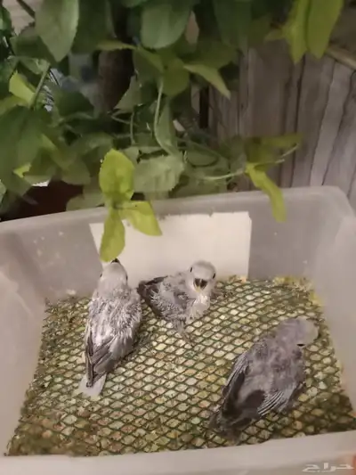 للبيع فراخ روز غر تصنيف كاسكو اللون الرمادي index