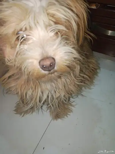 كلب مالتيز انثى عمر سنه لعوب اليفه index