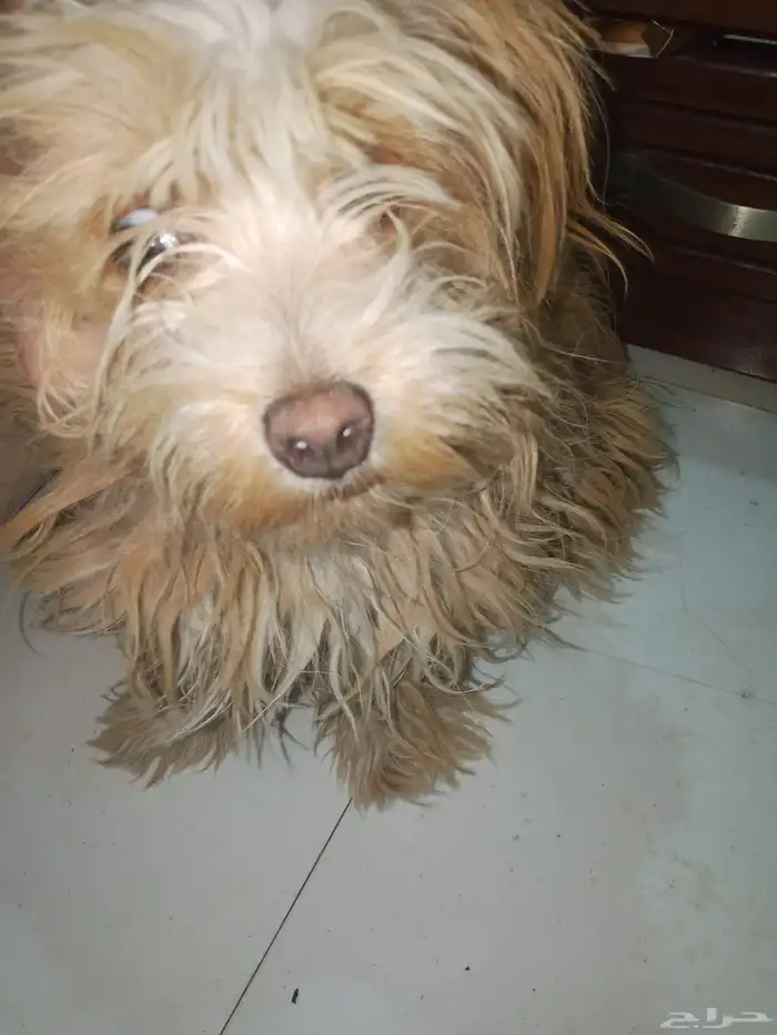 كلب مالتيز انثى عمر سنه لعوب اليفه 2