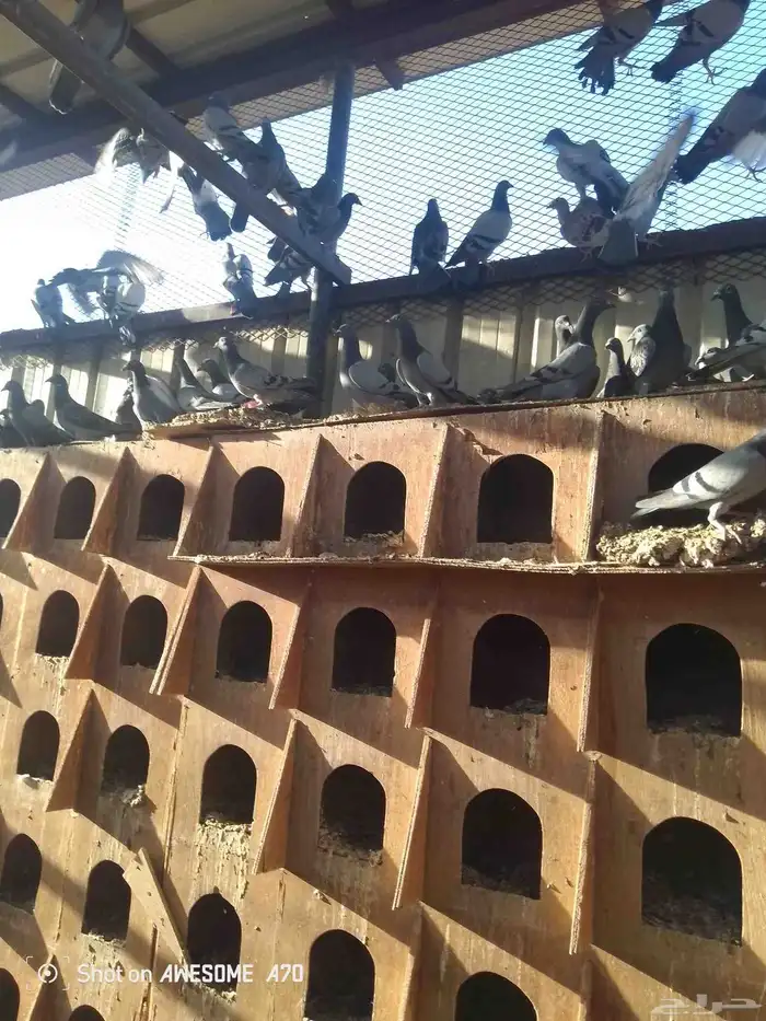 حمام زاجلي 2