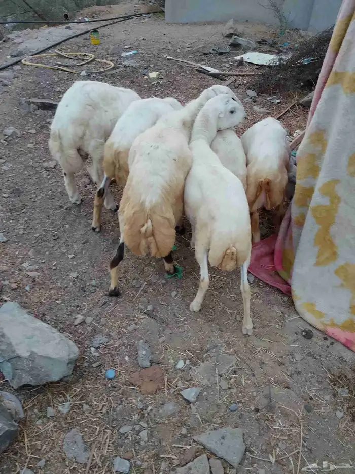 خرفان بلادي العدد 6الموقع العيدابي 5