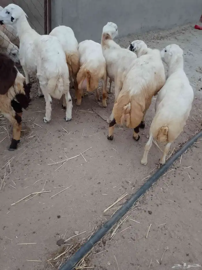 خرفان بلادي العدد 6الموقع العيدابي 4