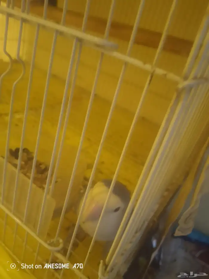 عصافير الروز جوز وكوكتيل فرد دكر ثلاثه مع بعض سعر مغري 3