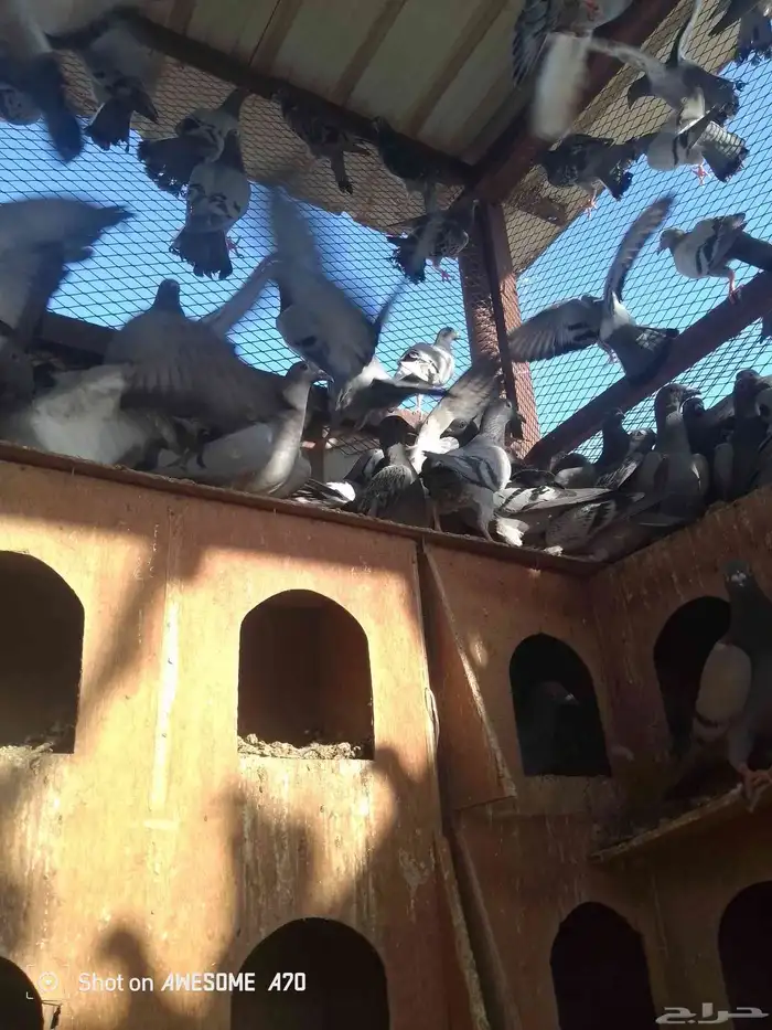 حمام زاجلي 5