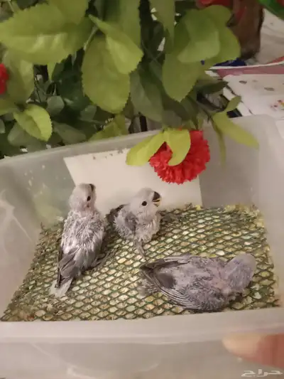 للبيع فراخ روز غر تصنيف كاسكو اللون الرمادي index