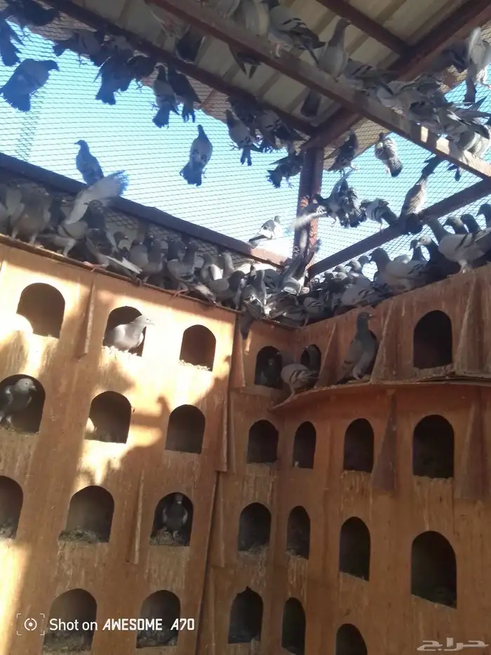 حمام زاجلي 4