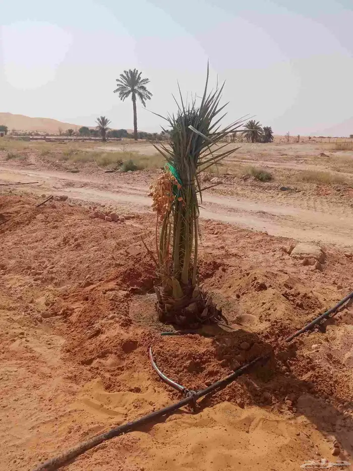 نخل جثايث وفسايل ونقايل جمعيها منتجه 3