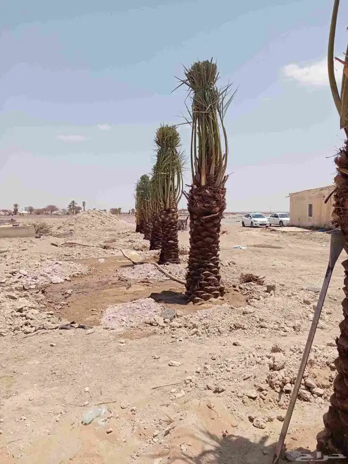 نخل جثايث وفسايل ونقايل جمعيها منتجه 8