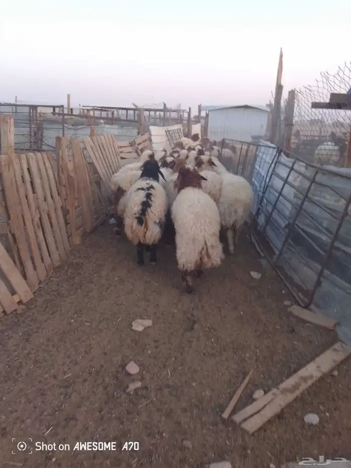 ذبايح نعيم ارخال شيء فاخر 3