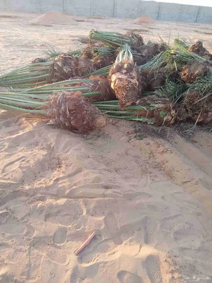 نخل اللبيع 7