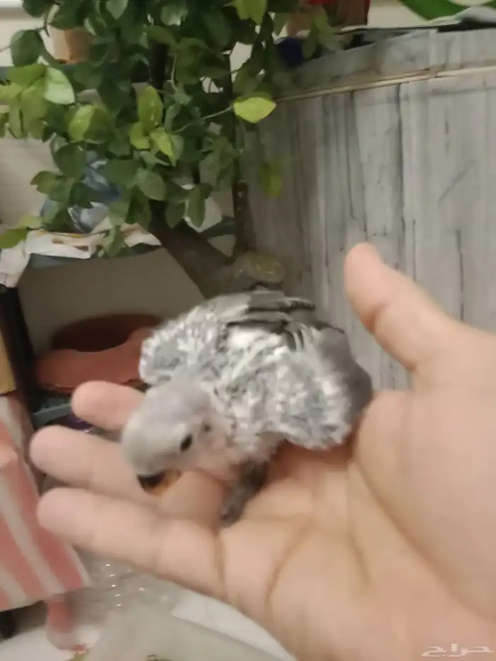 للبيع فراخ روز غر تصنيف كاسكو اللون الرمادي 2